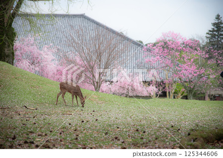Deer and cherry blossoms 125344606