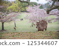 Deer and cherry blossoms 125344607