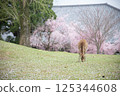 Deer and cherry blossoms 125344608