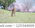Spring Deer 125344609