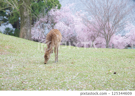 Spring Deer 125344609