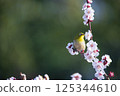 Mejiro on plum 125344610