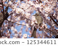 Brown fountain in plum 125344611