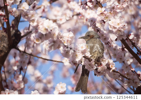 Brown fountain in plum 125344611
