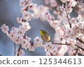 Mejiro on plum 125344613