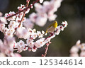Mejiro on plum 125344614