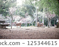 Spring Deer 125344615