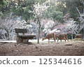 Spring Deer 125344616