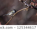 Great tit 125344617