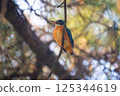 Kingfisher 125344619