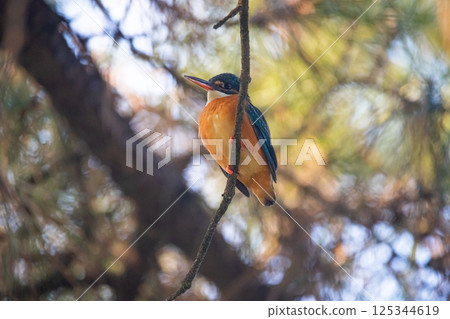 Kingfisher 125344619