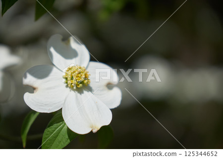 White dogwood close-up White dogwood close-up 125344652