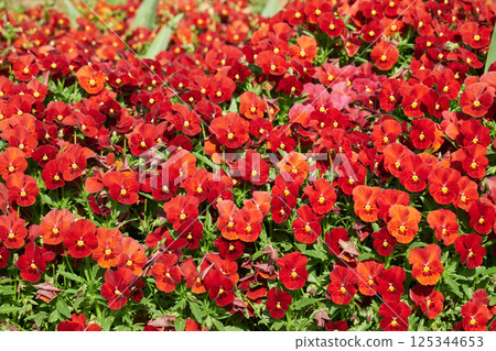 Bright red viola small flower background material 125344653