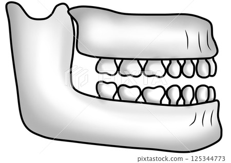 structure of the human jawbone and teeth structure of the human jawbone and teeth 125344773