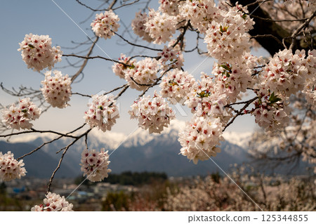 長野縣北阿爾卑斯山櫻花盛開，積雪未化 125344855