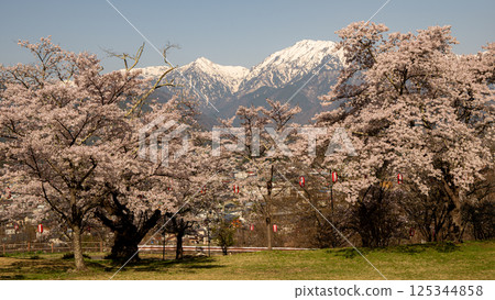長野縣北阿爾卑斯山櫻花盛開，積雪未化 125344858
