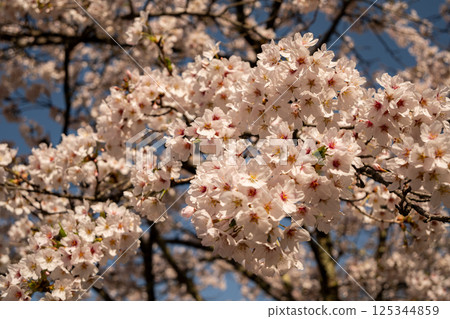 長野縣北阿爾卑斯山櫻花盛開，積雪未化 125344859