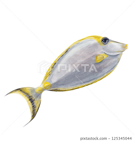 Rhinoceros fish orange-spined. Sea exotic fish. Red Sea surgeon fish. Gray with yellow fin. Big eye. Watercolor illustration without background. Hand drawing. Ocean and oceanarium.  125345044