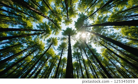 Looking Up at Lush Green Forest Canopy with Sunlight and Blue Sky | Realistic Nature Background. 125345059