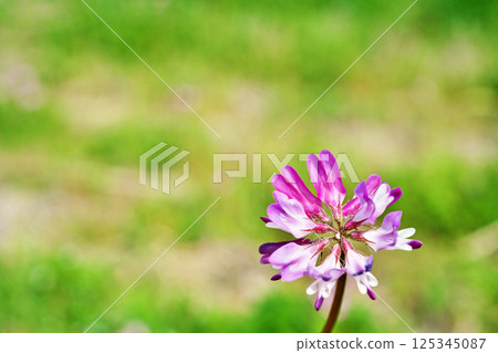 Pink astragalus flowers (spring, April) 125345087