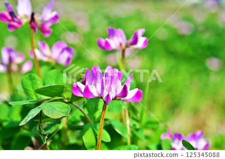 粉紅黃耆花（春季，四月） 125345088