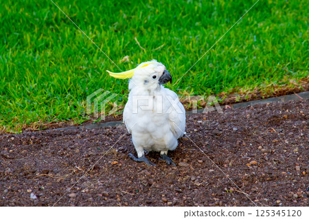 葵花鳳頭鸚鵡，在澳洲新南威爾斯雪梨發現的野生鳥類 125345120