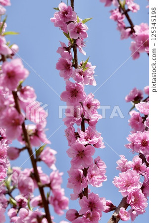 Pink double-flowered peach blossoms shining against the blue sky Pink double-flowered peach blossoms shining against the blue sky 125345198