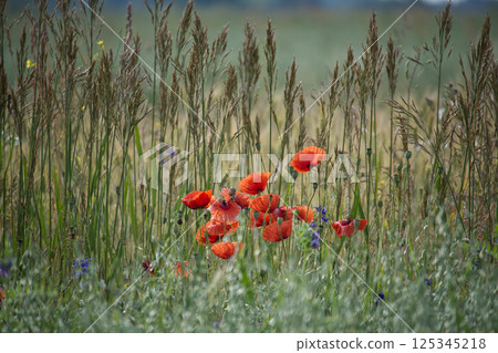 Beautiful red poppies blooming in a lush green meadow during springtime Beautiful red poppies blooming in a lush green meadow during springtime 125345218