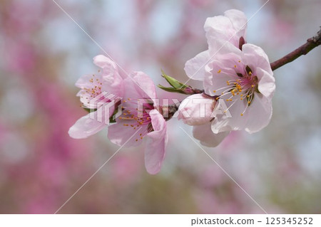櫻花盛開預示著春天的到來。 125345252