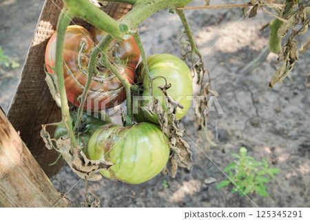 Unripe and ripe tomatoes on vine with withered leaves in garden Unripe and ripe tomatoes on vine with withered leaves in garden 125345291