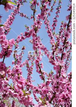 Pink double-flowered peach blossoms in full bloom against the blue sky Pink double-flowered peach blossoms in full bloom against the blue sky 125345414