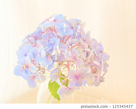 Soft, pastel-colored hydrangeas Soft, pastel-colored hydrangeas 125345437