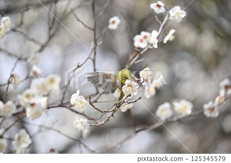 梅花和梅佐 梅花和梅佐 125345579