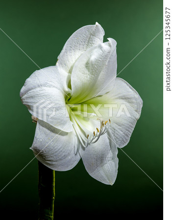 White Amaryllis Flower with Dew Drops on Green Background 125345677