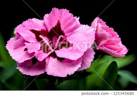 Pink Carnation with Dew Drops on Black Background Pink Carnation with Dew Drops on Black Background 125345680