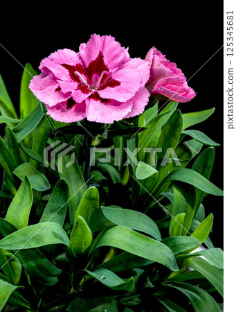 Pink Carnation with Dew Drops on Black Background Pink Carnation with Dew Drops on Black Background 125345681