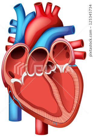 Detailed Human Heart Vector Illustration 125345734