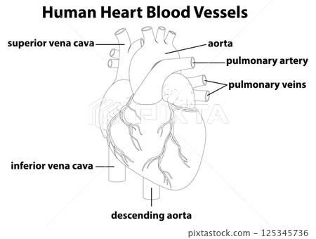 Detailed Human Heart Blood Vessels Diagram 125345736