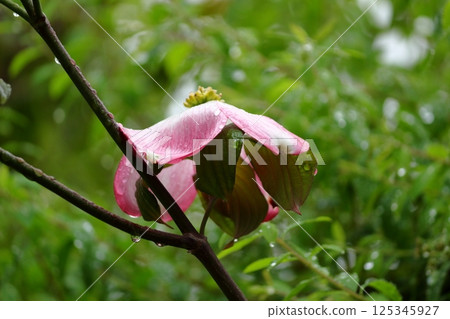 Dogwood on a rainy day 125345927