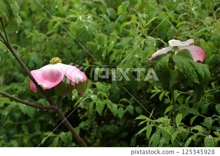 Dogwood on a rainy day Dogwood on a rainy day 125345928