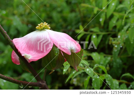 Dogwood on a rainy day Dogwood on a rainy day 125345930