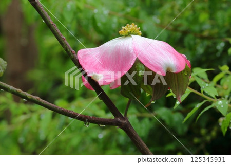 Dogwood on a rainy day 125345931
