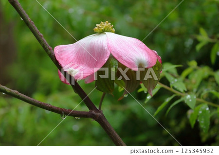 Dogwood on a rainy day 125345932