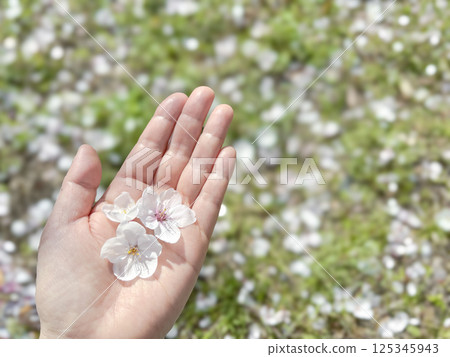 掌上的櫻花花瓣 125345943