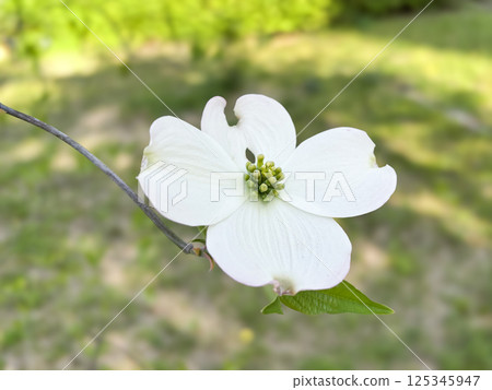 Dogwood bracts and flowers 125345947
