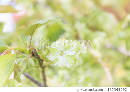 薑黃櫻花 - 綠色櫻花 薑黃櫻花 - 綠色櫻花 125345962