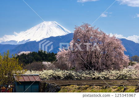 Cherry blossoms blooming in an orchard near Hotarumibashi Park in Kamiichinose, Minami-Alps City, Yamanashi Prefecture, and a view of Mt. Fuji 125345967