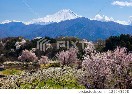Cherry blossoms blooming in an orchard near Hotarumibashi Park in Kamiichinose, Minami-Alps City, Yamanashi Prefecture, and a view of Mt. Fuji 125345968