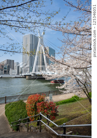 東京都中央區佃的隅田川和中央大橋沿岸的櫻花 東京都中央區佃的隅田川和中央大橋沿岸的櫻花 125346051