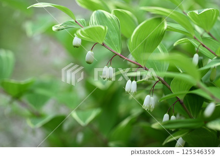 Solomon's-seal (variegated sweetheart) 125346359